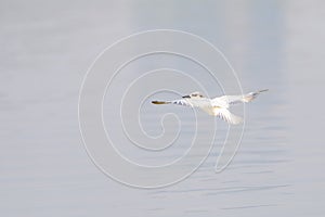 Antarctic tern flies over water in sunshine