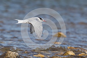 Antarctic Tern in flight in winter plumage