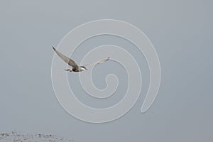 Antarctic tern Sterna vittata in flight