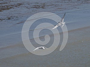 Antarctic Tern (Sterna vittata)