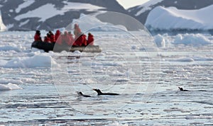 3 Gentoo penguins swimming in Cierva Cove with tourist Zodiac in the background photo