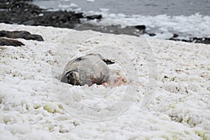 Antarctic waddle seal resting in the snow