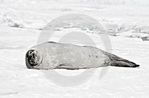 Antarctic Weddell Seal photo