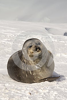 Antarctic Weddell Seal