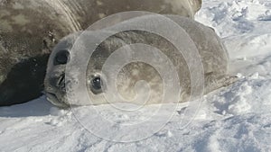 Antarctic weddell seal baby lie polar snow closeup