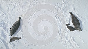 Antarctic weddell seal group top aerial view