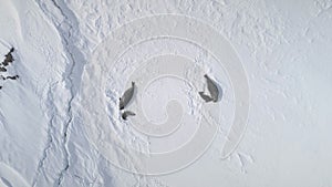 Antarctic weddell seal group top aerial view