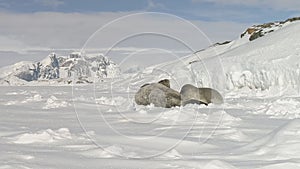 Antarctic weddell seal puppy suck milk closeup