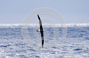 Antarctic wildlife - flying Black-browed albatros (Thalassarche melanophris)