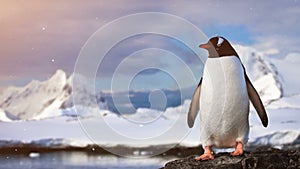 Antarctic Wildlife: lonley penguin standing on the rock