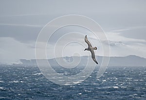 Antarctica Albatross, Wildlife Bird, Nature
