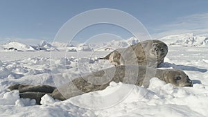 Antarctica baby adult weddell seal lying on snow