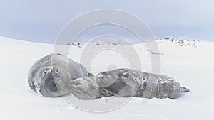 Antarctica baby adult weddell seal muzzle close