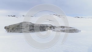 Antarctica baby adult weddell seal play