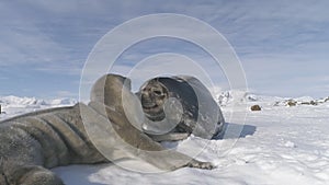 Antarctica baby adult weddell seal play on snow