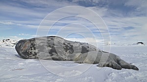 Antarctica baby adult weddell seal rest on snow