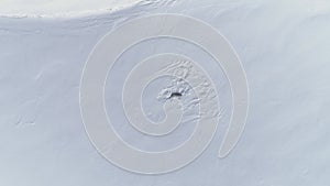 Antarctica baby adult Weddell seal zoom in aerial