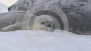 Antarctica baby weddell seal rest adult mother