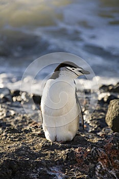 Antarctica - Chinstrap Penguin