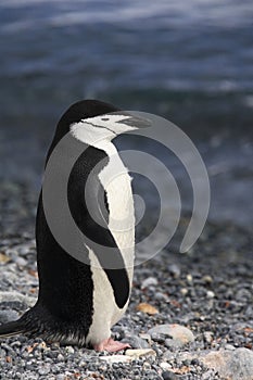 Antarctica - Chinstrap Penguin