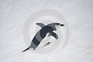 Antarctica Chinstrap Penguin, Wildlife, Travel