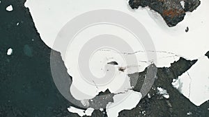 Antarctica crabeater seal weddell play on iceberg