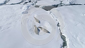 Antarctica crabeater seal weddell play on iceberg