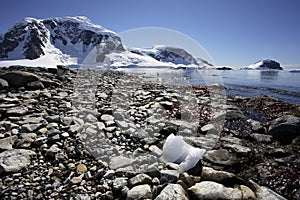 Antarctica - Cuverville Bay