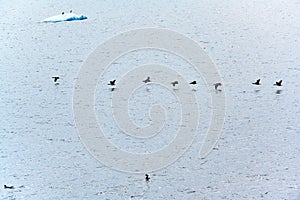 Antarctica - flying cormorants in line over Antarctic Ocean with jumping penguins in the background.