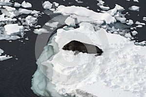 Antarctica Fur Seal, Icberg, Wildlife, Nature