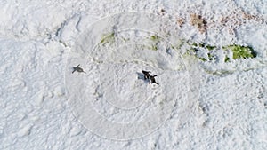 Antarctica genroo penguin on snow top down view