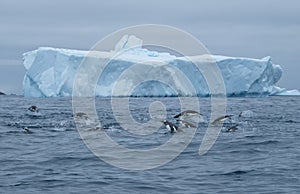 Antarctica gentoo, chinstrap, adelie penguins porpoising and group hunting