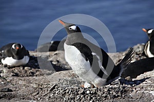 Antarctica - Gentoo Penguin