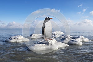 Antarctica Gentoo Penguin, Ice, Wildlife