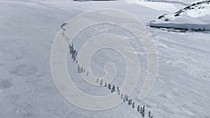 Antarctica gentoo penguin migration drone view