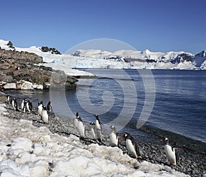 Antarctica - Gentoo Penguins