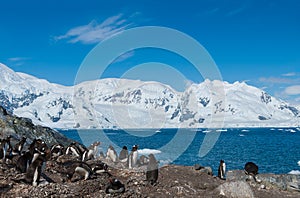 Antarctica gentoo penguins