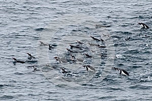 Antarctica Gentoo Penguins Swimming, Hunting Fish