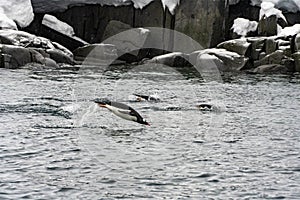 Antarctica Gentoo Penguins Swimming, Hunting Fish