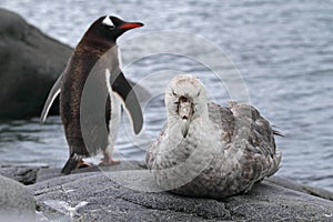 Antarctica giant petrel and gentoo penguin