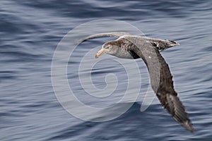 Antarctica giant petrel on the wing