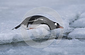 Antarctica Greenwich Island sliding Gentoo Penguin (Pygoscelis papua)