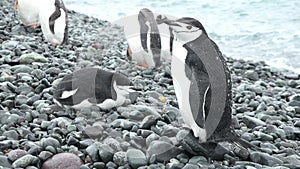 Antarctica. A group of Gentoo Penguins walking along the rocky shore