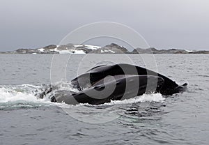 Antarctica humpback whale bubble-feeding on krill