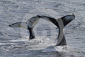 Antarctica humpback whale mother and child