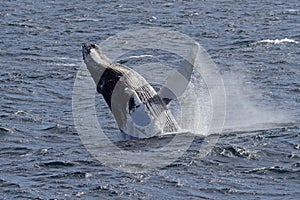 Antarctica humpback whale showing off