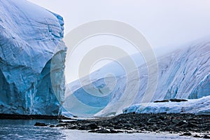 Antarctica ice and mammals in winter