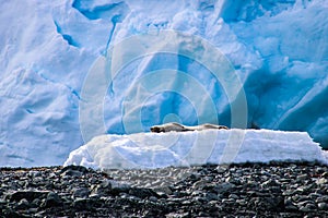 Antarctica ice and mammals in winter