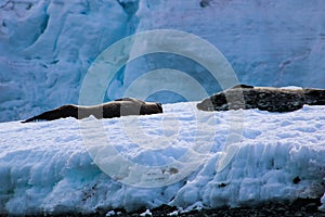 Antarctica ice and mammals in winter