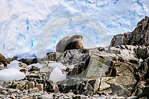 Antarctica ice and mammals in winter